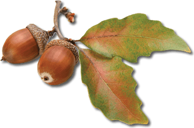 Detail Acorns Png Nomer 44