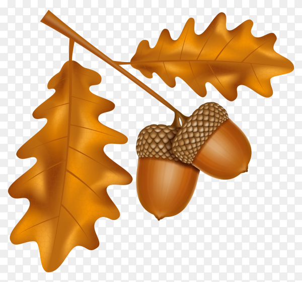 Detail Acorns Png Nomer 47
