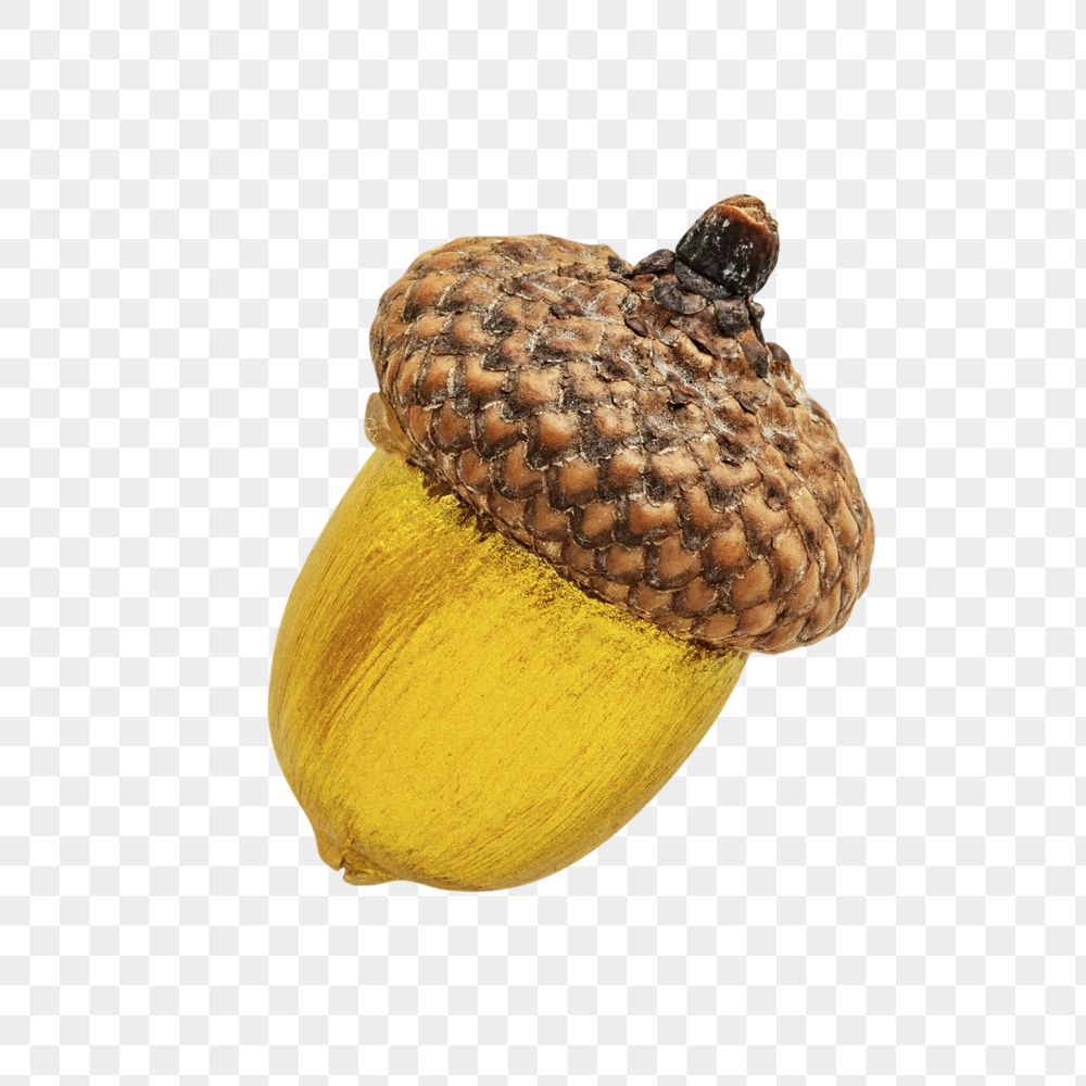 Detail Acorns Png Nomer 51