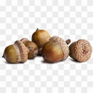 Detail Acorns Png Nomer 52