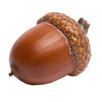 Detail Acorns Png Nomer 7