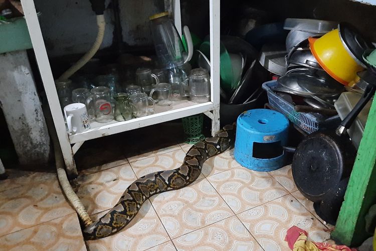 Detail Ada Kulit Ular Di Dalam Rumah Nomer 3