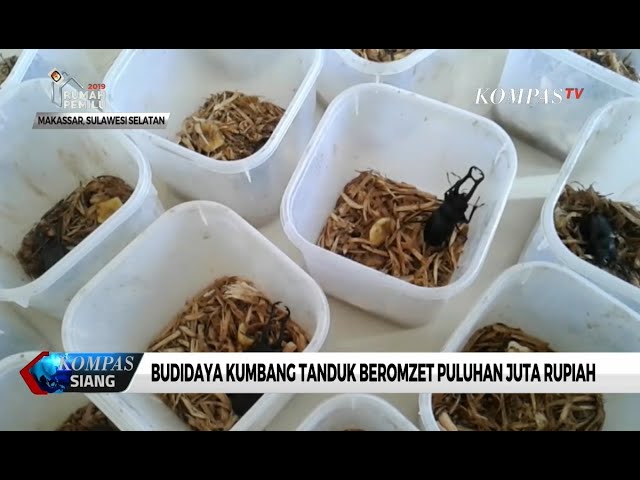 Detail Ada Kumbang Hitam Di Rumah Nomer 26