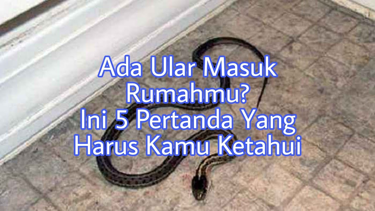 Detail Ada Ular Masuk Rumah Nomer 28