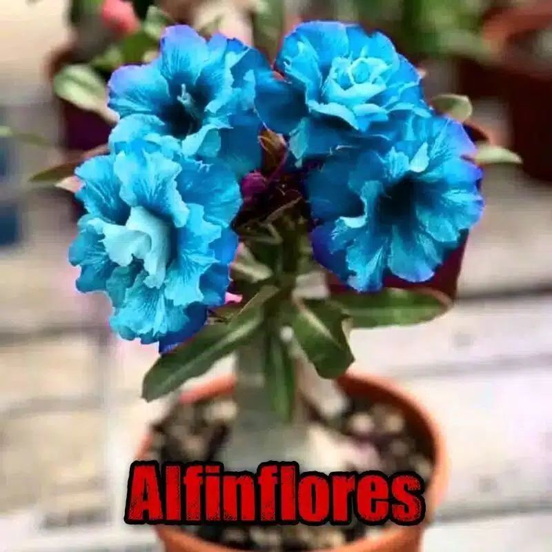 Detail Adenium Tumpuk Biru Nomer 2