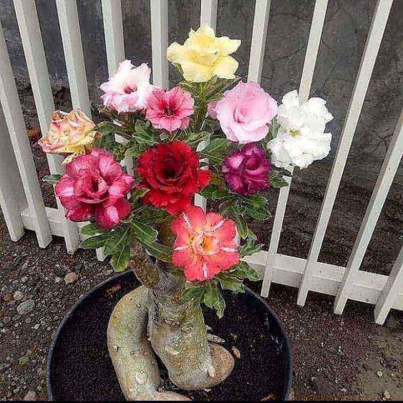 Detail Adenium Tumpuk Biru Nomer 16