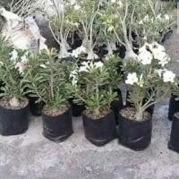 Detail Adenium Tumpuk Biru Nomer 27