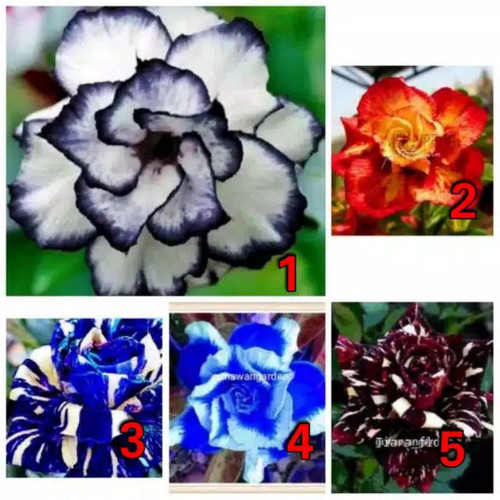 Detail Adenium Tumpuk Biru Nomer 4