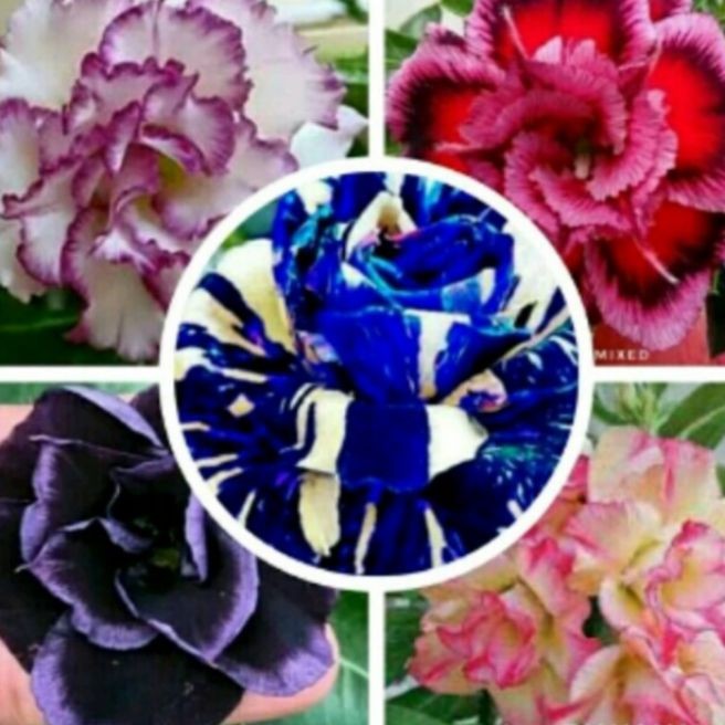 Detail Adenium Tumpuk Biru Nomer 30