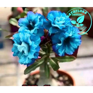 Detail Adenium Tumpuk Biru Nomer 34