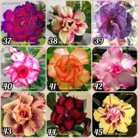 Detail Adenium Tumpuk Biru Nomer 42