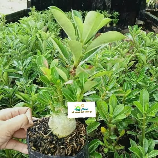 Detail Adenium Tumpuk Biru Nomer 48