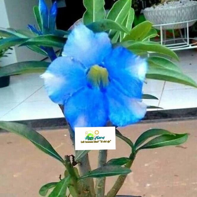 Detail Adenium Tumpuk Biru Nomer 6