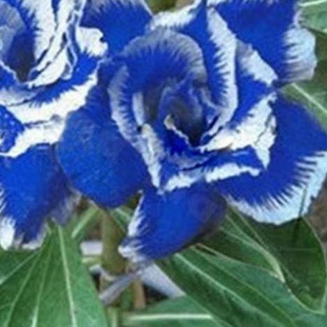 Detail Adenium Tumpuk Biru Nomer 51