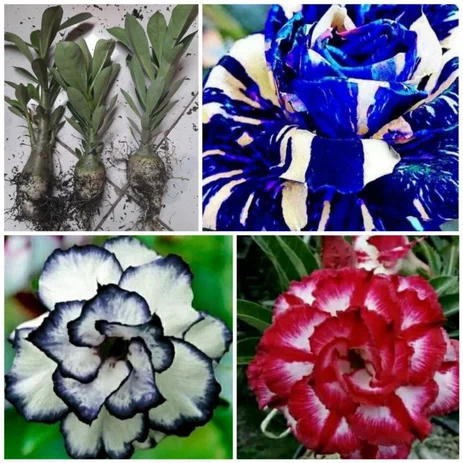 Detail Adenium Tumpuk Biru Nomer 53