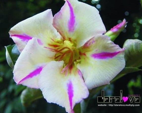 Detail Adenium Tumpuk Biru Nomer 58