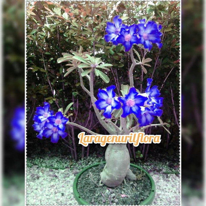 Detail Adenium Tumpuk Biru Nomer 10