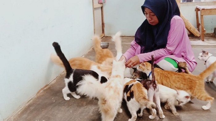 Detail Adopsi Anak Kucing Gratis Nomer 13