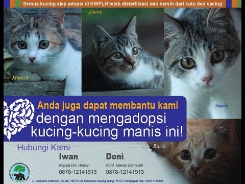 Detail Adopsi Anak Kucing Gratis Nomer 20