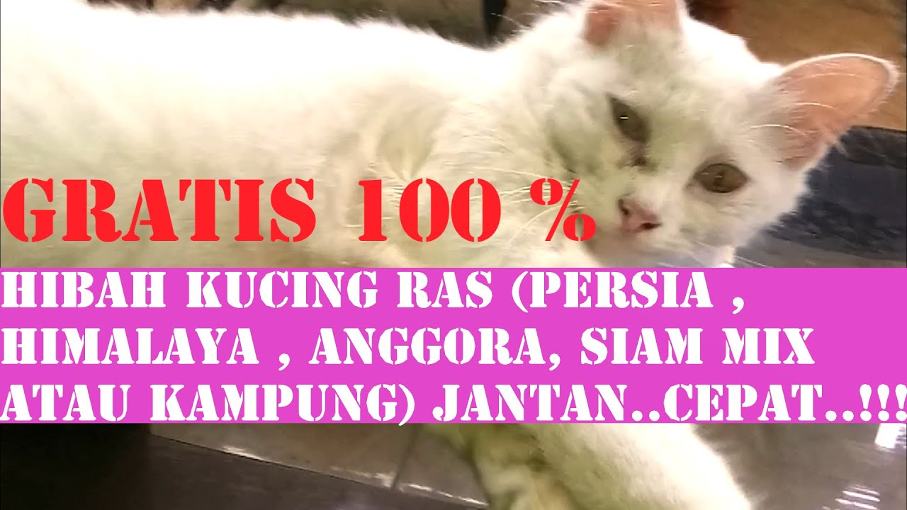 Detail Adopsi Anak Kucing Gratis Nomer 21