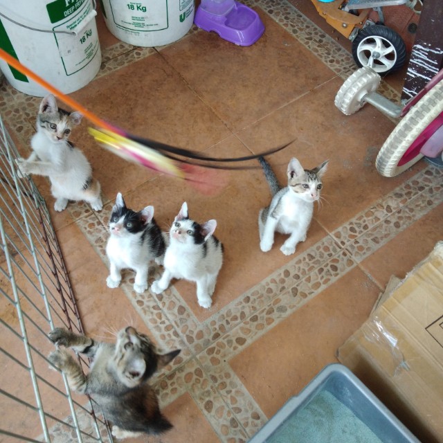 Detail Adopsi Anak Kucing Gratis Nomer 24