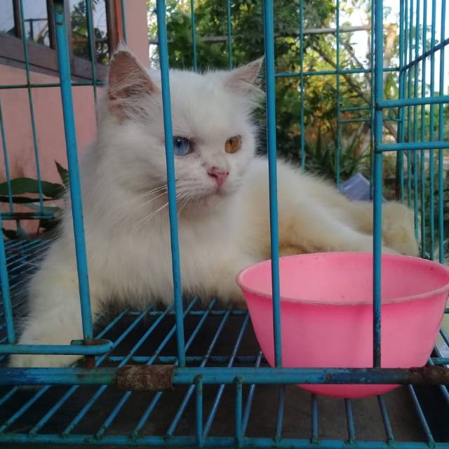 Detail Adopsi Anak Kucing Gratis Nomer 27