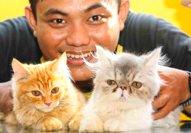 Detail Adopsi Anak Kucing Gratis Nomer 4