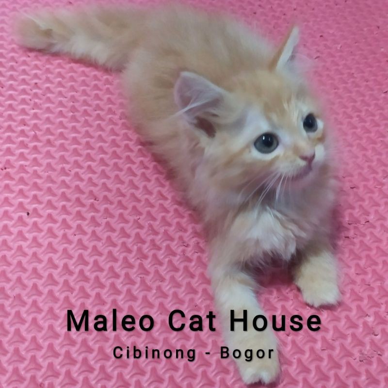 Detail Adopsi Anak Kucing Gratis Nomer 33