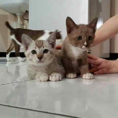 Detail Adopsi Anak Kucing Gratis Nomer 49