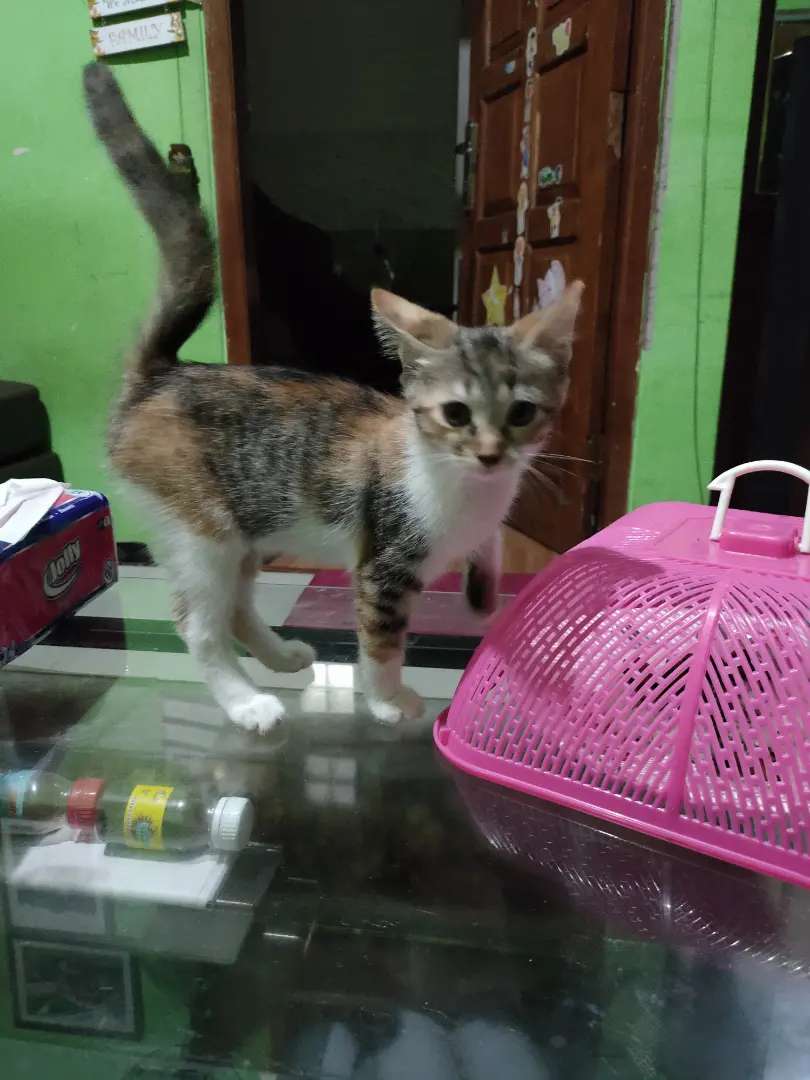 Detail Adopsi Anak Kucing Gratis Nomer 53