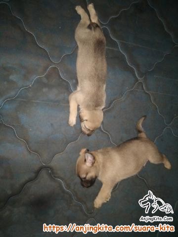 Detail Adopsi Anjing Corgi Gratis Nomer 14