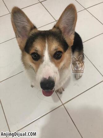 Detail Adopsi Anjing Corgi Gratis Nomer 16