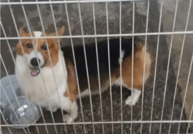 Detail Adopsi Anjing Corgi Gratis Nomer 42