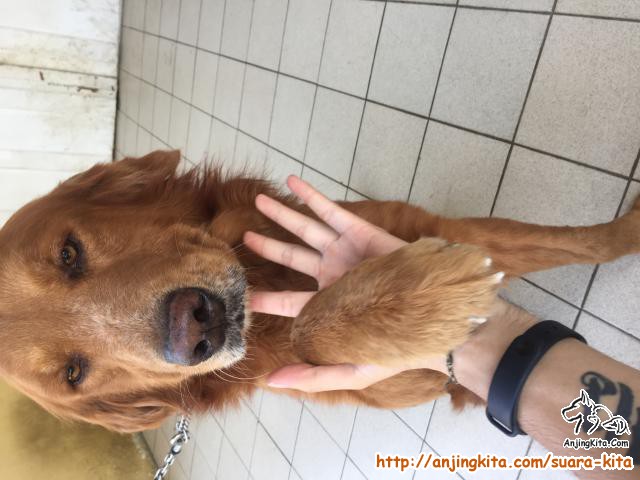Adopsi Anjing Golden Gratis 49 Koleksi Gambar Adopsi Anjing Golden Gratis 49 Koleksi Gambar
