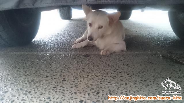 Download Adopsi Anjing Herder Gratis Nomer 10