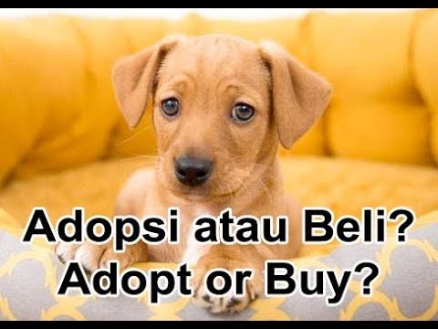 Detail Adopsi Anjing Herder Gratis Nomer 12