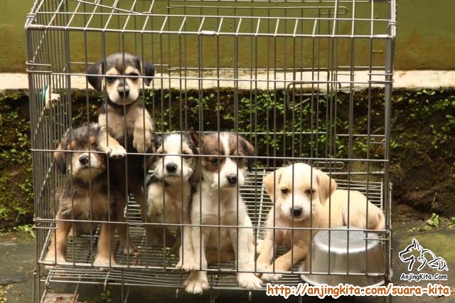 Detail Adopsi Anjing Herder Gratis Nomer 14