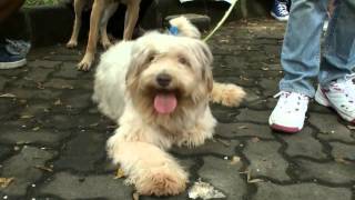 Detail Adopsi Anjing Herder Gratis Nomer 20