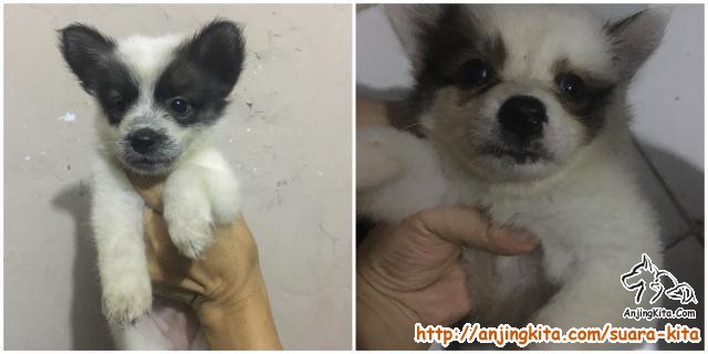 Detail Adopsi Anjing Herder Gratis Nomer 22