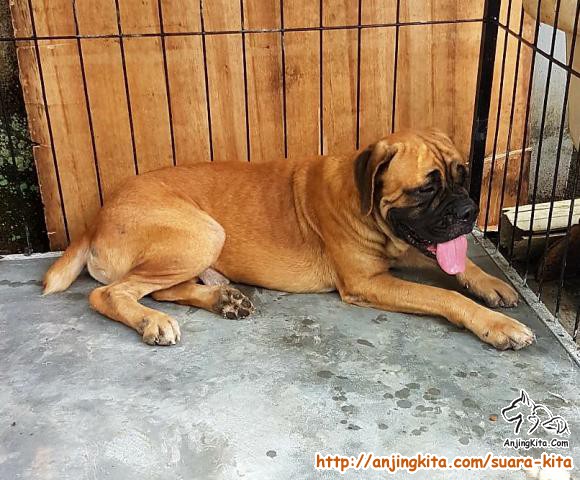 Detail Adopsi Anjing Herder Gratis Nomer 3