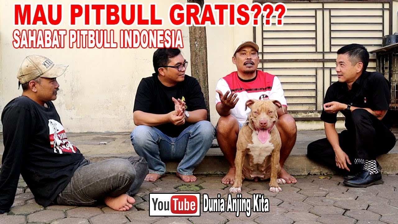 Detail Adopsi Anjing Herder Gratis Nomer 31