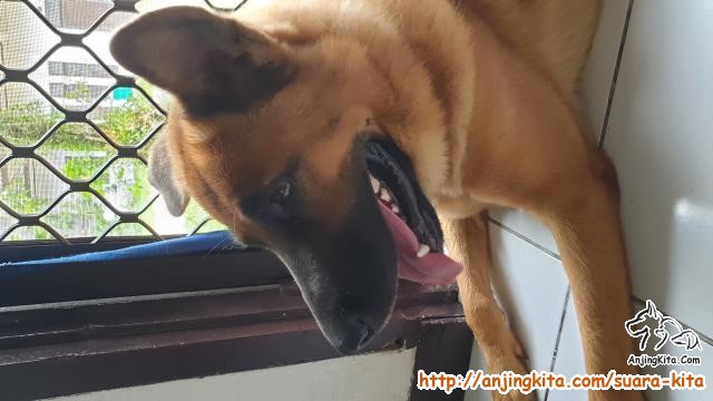 Detail Adopsi Anjing Herder Gratis Nomer 7