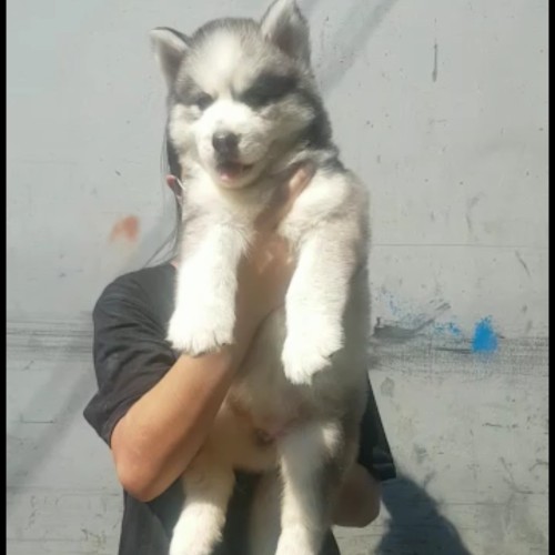 Adopsi Anjing Siberian Husky - KibrisPDR