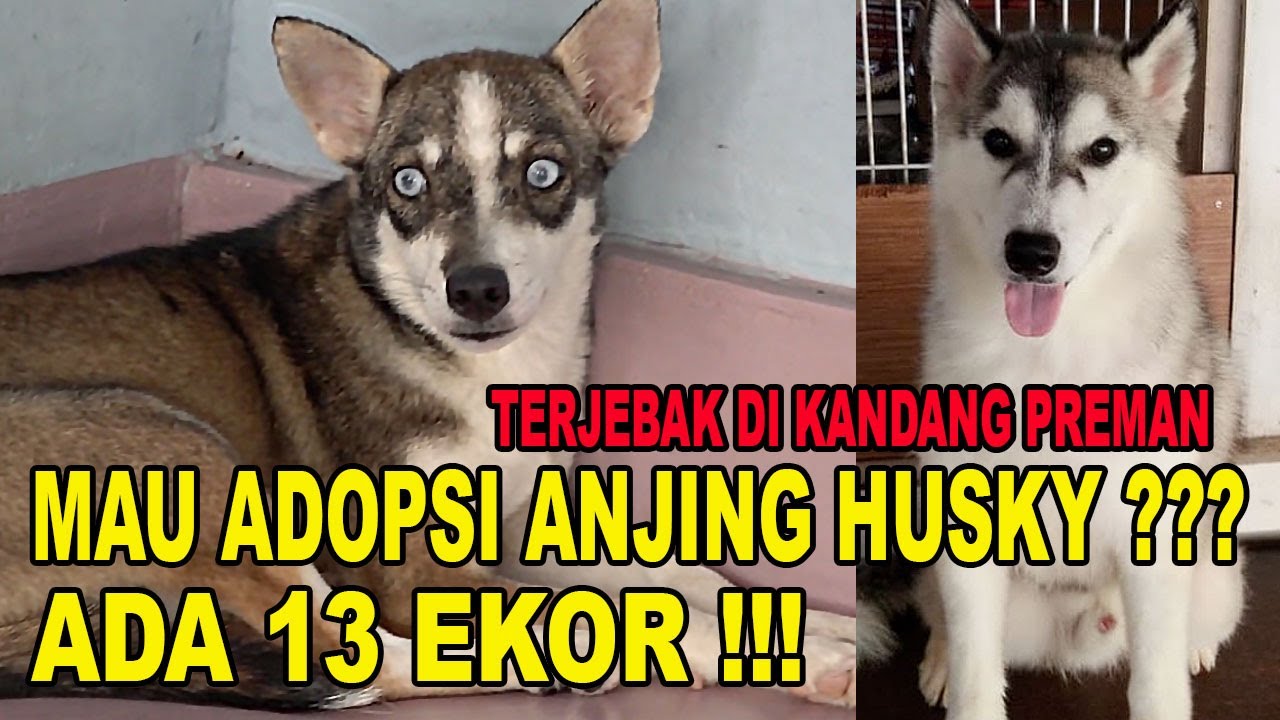 Detail Adopsi Anjing Siberian Husky Nomer 10