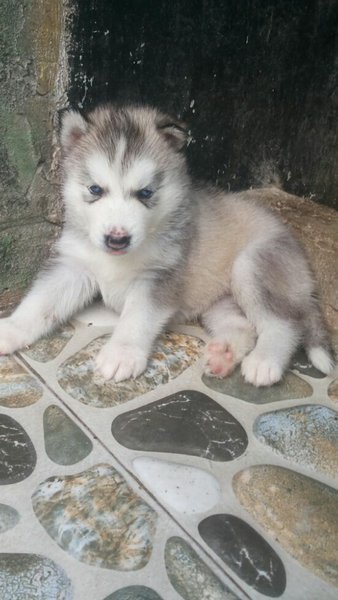 Detail Adopsi Anjing Siberian Husky Nomer 12