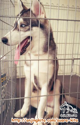 Detail Adopsi Anjing Siberian Husky Nomer 15