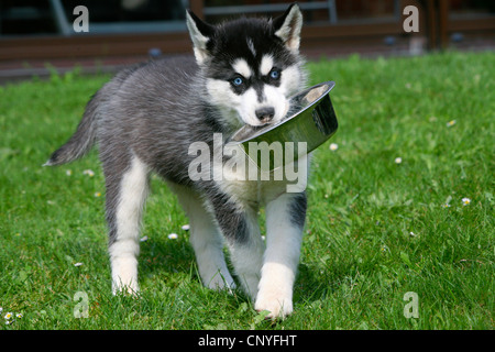 Detail Adopsi Anjing Siberian Husky Nomer 17