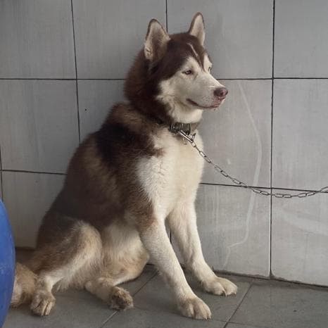 Detail Adopsi Anjing Siberian Husky Nomer 20