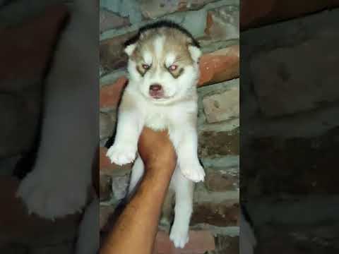 Detail Adopsi Anjing Siberian Husky Nomer 29