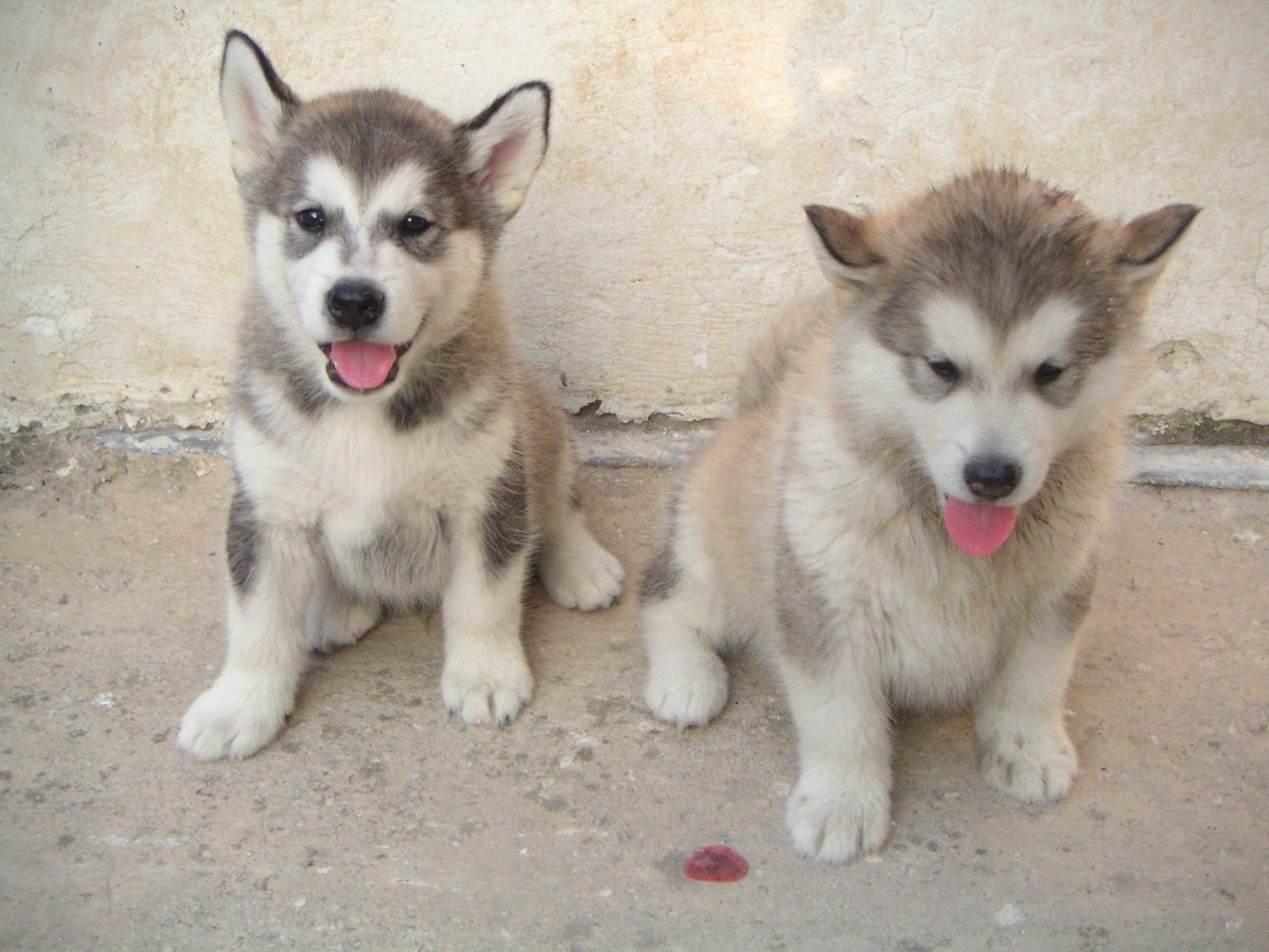 Detail Adopsi Anjing Siberian Husky Nomer 31